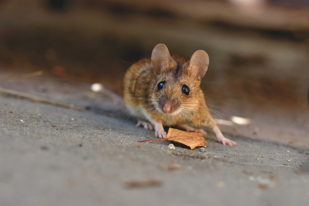 Airline Grounds Flight Due to a Furry Stowaway Mouse