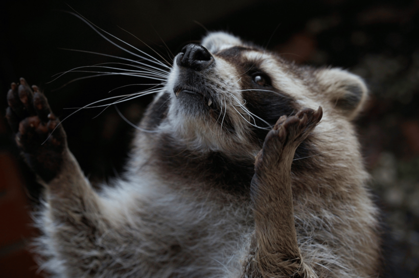 Woman’s Decades of Feeding Raccoons Turns Into a Furry Nightmare