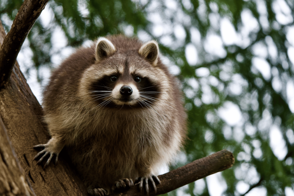 Woman feeding raccoons in Washington(1)