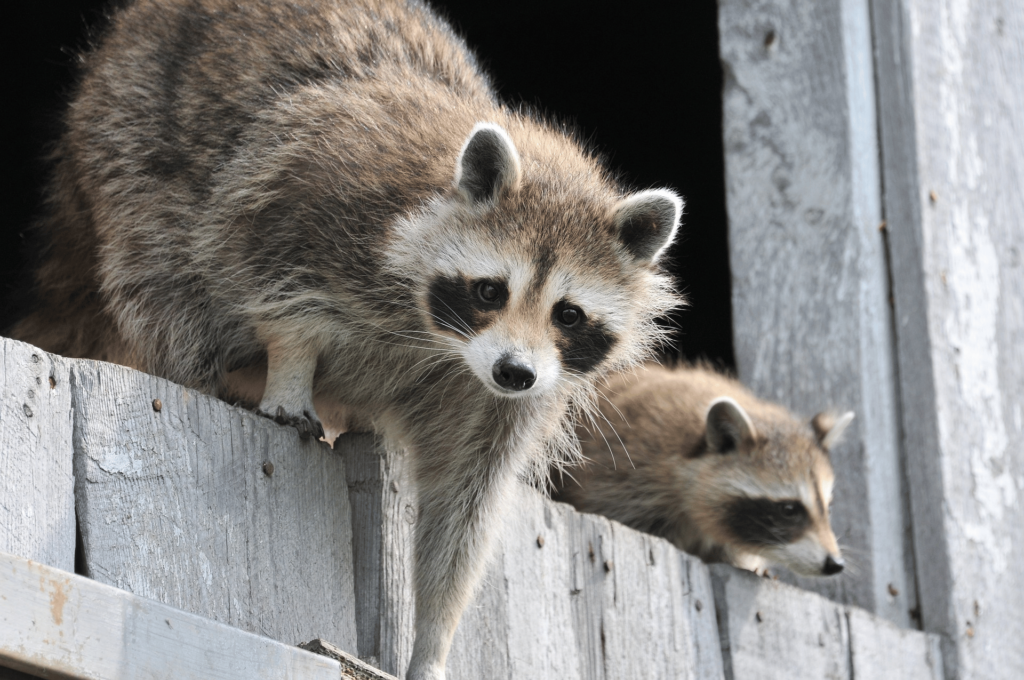 Woman feeding raccoons in Washington