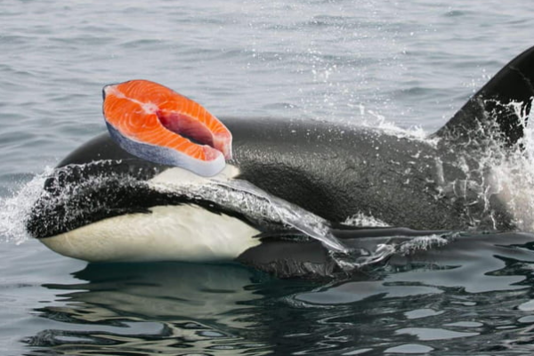 Killer whale salmon hats