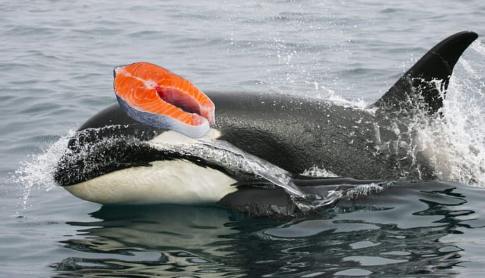 Killer whale salmon hats