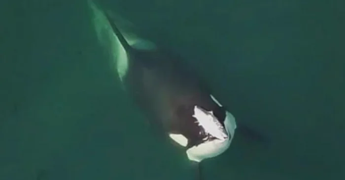 orca wearing fish