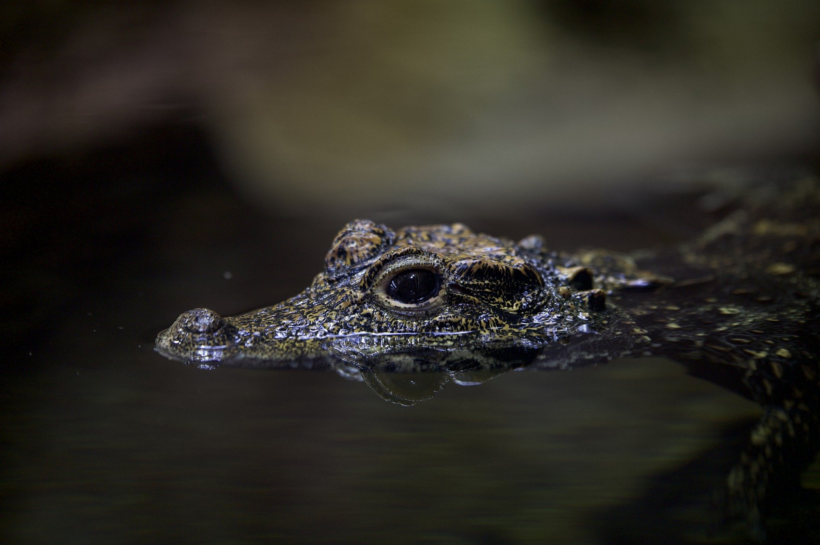 Alaska Crocodile Alligator Fight