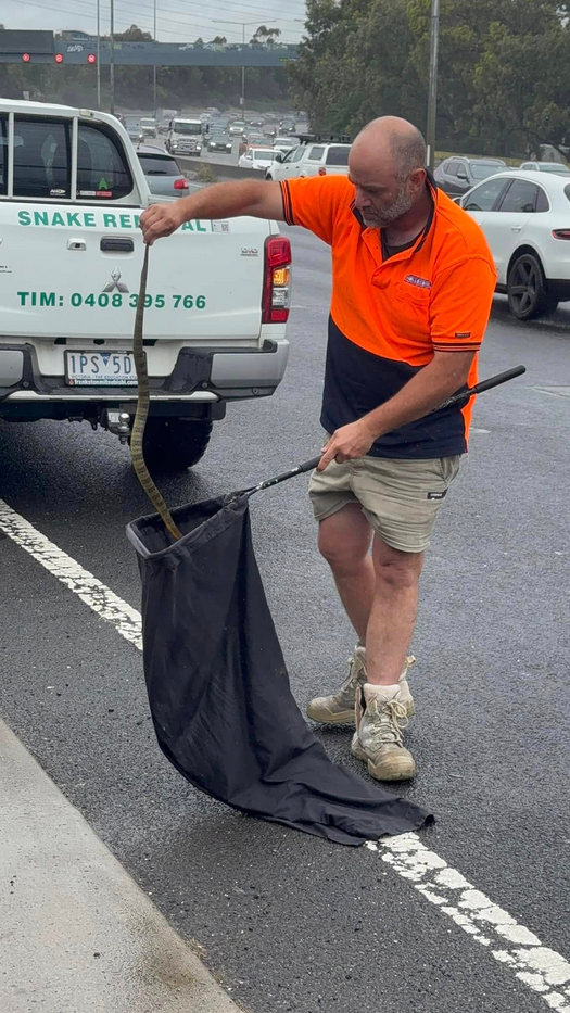 Tiger snake on freeway